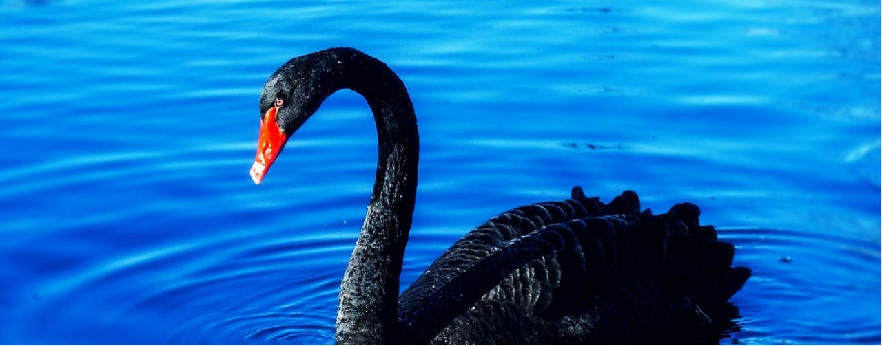 ATREVIA-Cisne-negro