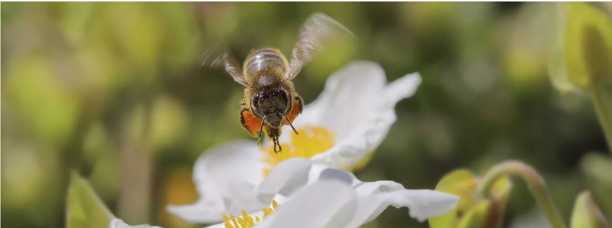 Foto-apicultura-Calier