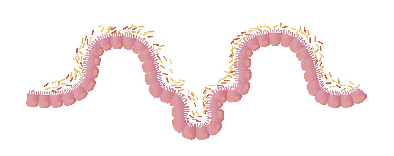 Intestino